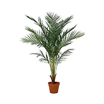 Blomster & planter