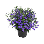 Ekte blomster